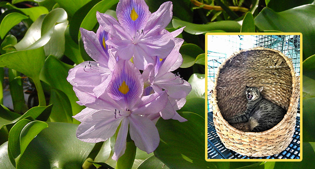 Water hyacinth as material for pet pods