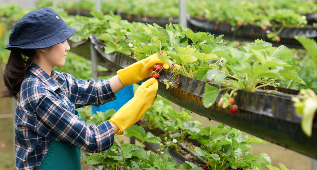 Asian woman harvesting from her plant