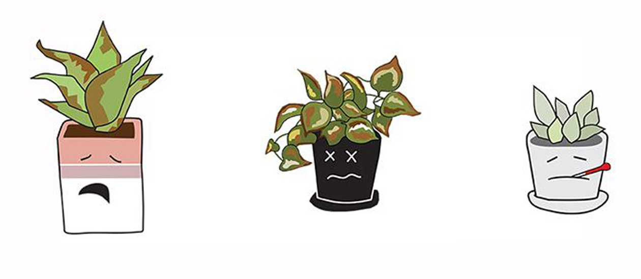 Prescription For ‘Plantitos’, ‘Plantitas’ Sick Plants Need Their Own